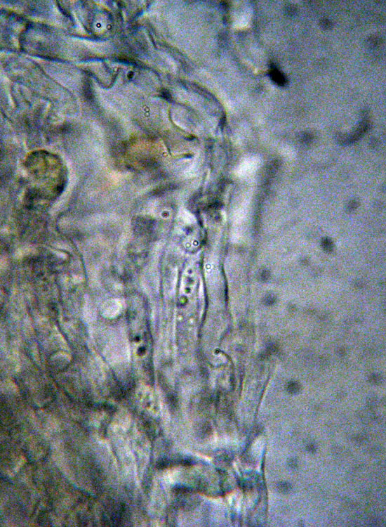 Peniophora aurantiaca?